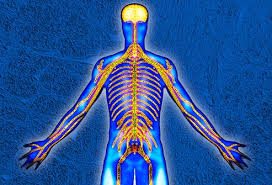 Spinal nerves—one of 31 pairs of nerves that originate on the spinal cord from anterior and posterior roots. Visual Guide To Your Nervous System