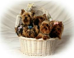Poem N D Biewer Yorkshire Terrier Yorkie Terrier Yorkie Puppy Teacup Yorkie Puppy