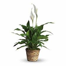 An unexpected death normally means unexpected financial burden and out of town relatives gathering. Sympathy Plant Ideas Sympathy Plants Meaning