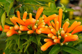 Image result for Pyrostegia