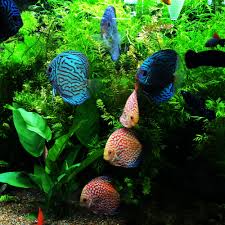 Sights In Aquarium Adventure These Gorgeous Discus Are Native To The Amazon Basin This Is One Of My Personal Favorite Tanks Fresh Water Adventure Aquarium