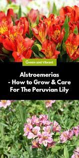 Alstroemerias How To Grow Care For The Peruvian Lily Trees Com Peruvian Lilies Border Plants Mulching