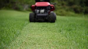 Augustine is making a tremendous recovery with no sign of ants and crickets. How To Care For St Augustine Grass