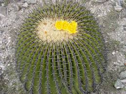 À quelle fréquence, quelle quantité, arrosage en hiver et en été, quelle eau. Cactus L Adaptation Des Cactus Aux Milieux Arides