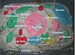 Label parts and thousands of other science skills. Plant Cell Model Cake
