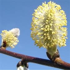 Maybe you would like to learn more about one of these? Salix Caprea Pendula Weeping Kilmarnock Willow Tree