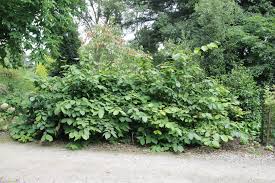 Image result for Stolzia heiligenthalii