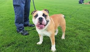 Victorian bulldog is an ancient dog breed which are not aggressive and very friendly with kids. Everything You Need To Know About Raising A Victorian Bulldog