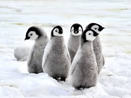 But this is not the only thing a penguin's body can do. How Do Penguins Stay Warm Winter Science For Kids