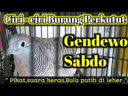 Burung Perkutut Gendewo Sabdo Ciri Cirinya Youtube