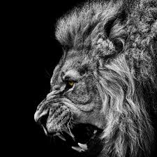 Download white lion wallpaper hd apk for android, apk file named br.wall.whitelionwallpaper and app developer company is premium developer. 10 Most Popular Angry Lion Wallpaper Black And White Time To Rise Up Quotes 800x800 Download Hd Wallpaper Wallpapertip