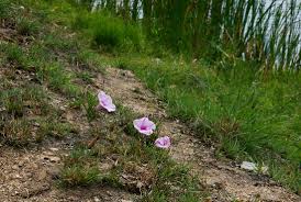 Image result for Ipomoea welwitschii