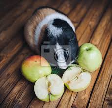 We did not find results for: Ein Hungriges Meerschweinchen Das Apfel Kaut Futterung Von Fototapete Fototapeten Meerschweinchen Schwein Meerschweinchen Myloview De