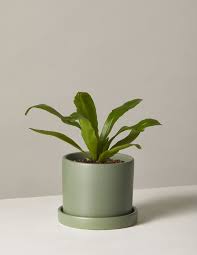 Birds Nest Fern Safe For Cats Bird S Nest Fern Bird Nest Fern Summer Plant Care Planters