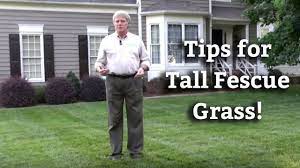 Best Tall Fescue Grass Seed Reviews Guide On Choosing And Growing