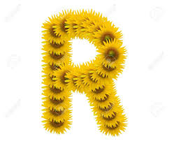 Let's put the words into a story. Alphabet R Sunflower Isolated On White Background Stock Photo Picture And Royalty Free Image Image 10815221