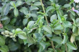 Image result for Sclerochiton hirsutus