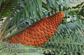Image result for Encephalartos aplanatus