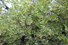 Image result for Euclea undulata