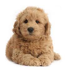 The puppies take on the best traits of both breeds. Puppies In Texas Golden Doodles Puppies For Sale