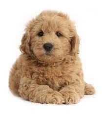 Browse goldendoodle puppies for sale from 5 star breeders with uptown puppies. Puppies In Texas Golden Doodles Puppies For Sale