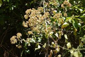 Image result for Mikaniopsis