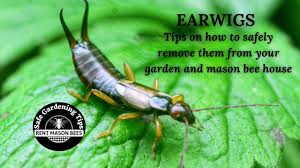 This will cause the soil to dry out as a sustainability expert, she has also written thousands of articles and books on homesteading, growing organic food and how to use herbs and. How To Remove Earwigs From Your Mason Bee House And Garden Youtube