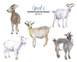 Download the goat, animals png, clipart on freepngclipart for free. Cute Goat Bison Clipart Watercolor Nature Clip Art Animal Etsy Goats Goat Art Watercolor Animals