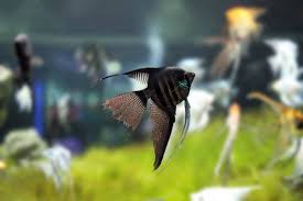 Freshwater Angelfish Types Tank Mates Care