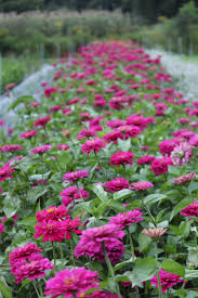 Where is flourish flower farm in asheville nc? Pin On F L O U R I S H The Farm Farmers