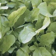 Plant in full sun (6 or more hours of sunlight) for the best results. How To Harvest Arugula Finegardening