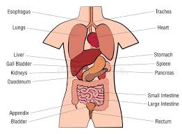 inner organs human anatomy chart names stock vector