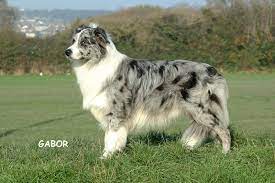 Pin On Border Collies With Love To My Dog Sam
