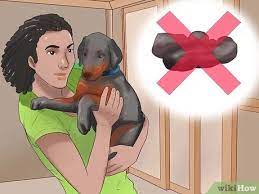 3 Ways To Prevent Parvovirus In Dogs - Wikihow Pet