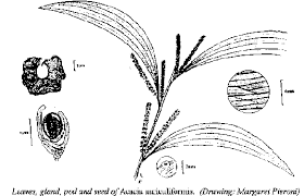 Image result for Acacia auriculiformis