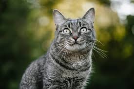 The grey tabby is a stunning cat with wild roots. 11 Fascinating Facts About Grey Tabby Cats With Pictures Excited Cats