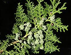 Image result for Platycladus