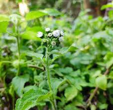 Image result for Vernonia cinerea