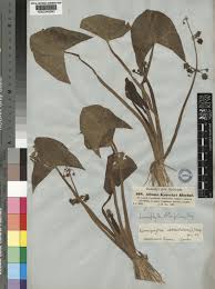 Image result for Limnophyton obtusifolium