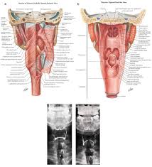 Figure 2 Radiographic Evaluation Of Motility Of Mouth And Pharynx Gi Motility Online Medical Terminology Study Medical Knowledge Nervous System Anatomy