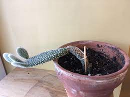 Though i don't know, my mind is a mess as it is. Why Is My Cactus Growing Sideways And Can It Be Fixed Plantclinic