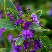 Image result for Hardenbergia