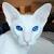 Russian White Cat