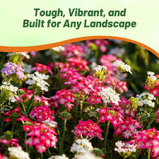 Image result for foto verbena