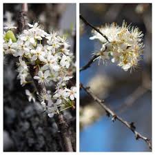 Buddleja set their buds on new wood. Question Of The Week March 15 2018 Neil Sperry S Gardens