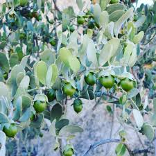 Image result for Lactuca imbricata