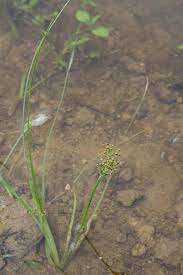 Image result for Fimbristylis madagascariensis