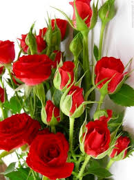All flower png images are displayed below available in 100% png. Red Lisianthus Via Lovely Roses Facebook Page ç¾Žã—ã„èŠ± èŠ± ç¾Žã—ã„