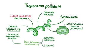 Image result for Treponema