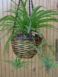 Image result for Chlorophytum lancifolium